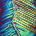 Microscopic Photography by&nbsp;Sutton